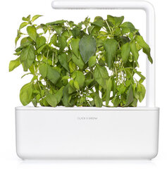 Laimbasiilik Click & Grow Smart Garden refill, 3tk hind ja info | Ürtide ja maitsetaimede seemned | hansapost.ee
