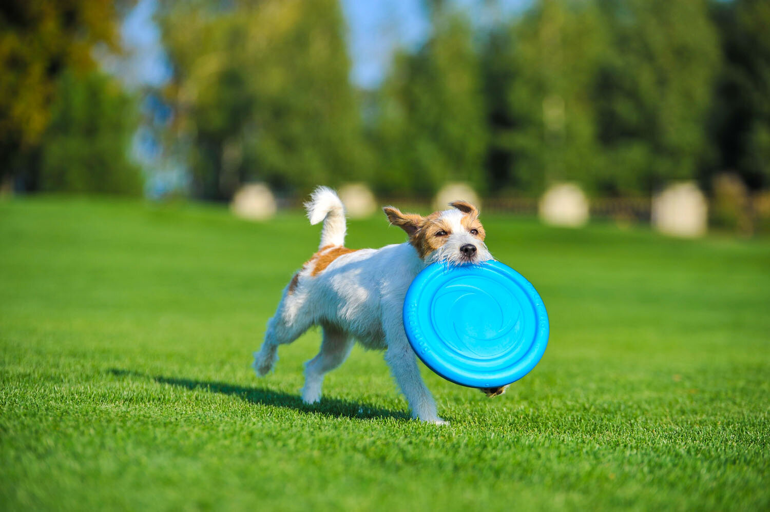 Interaktiivne mänguasi koertele lendav ketas Doggy Pitchdog, 24 cm, sinine hind ja info | Koerte mänguasjad | hansapost.ee