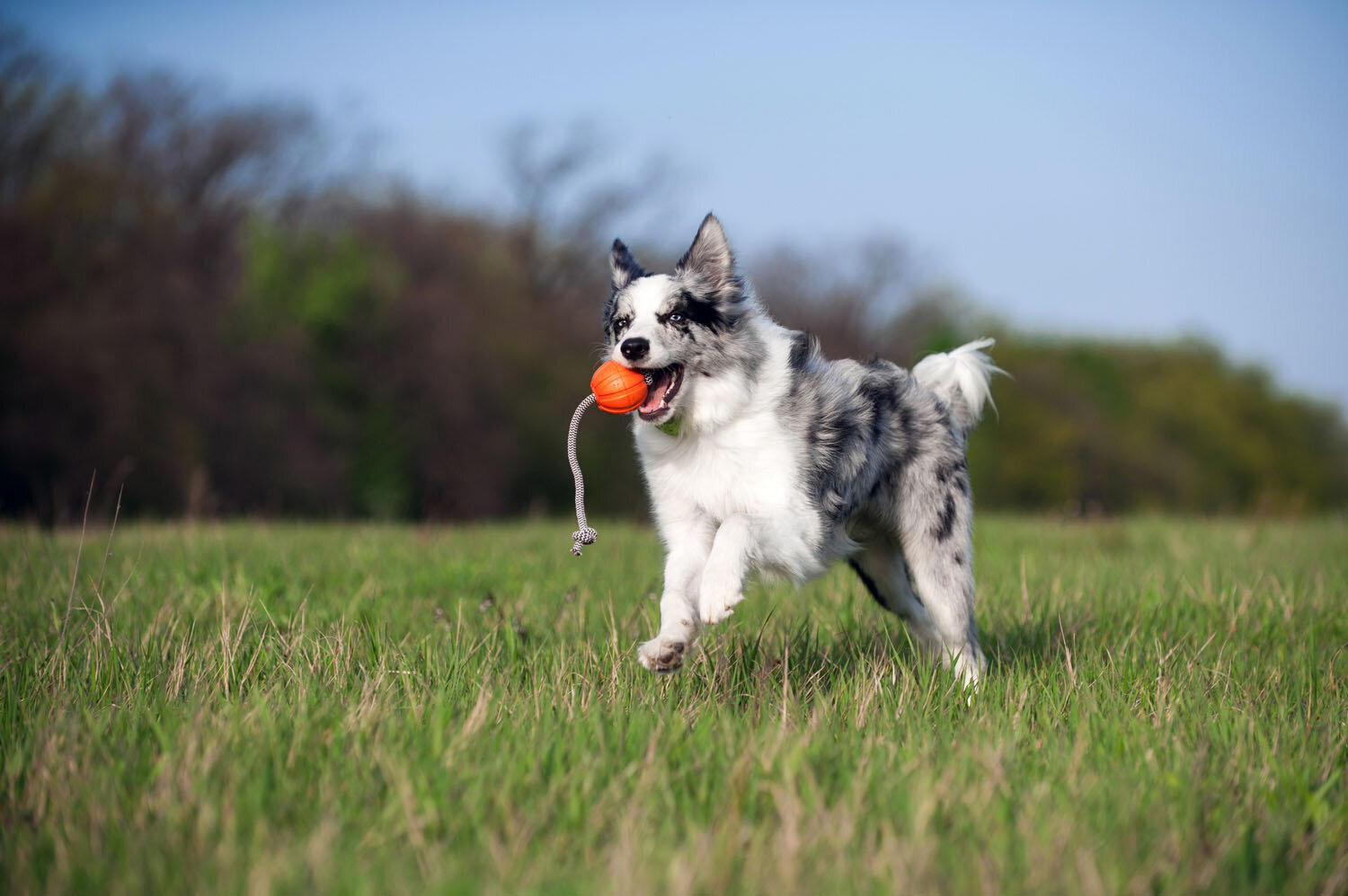 Interaktiivne koeramänguasi Doggy Liker Cord, 9 cm, oranž цена и информация | Koerte mänguasjad | hansapost.ee