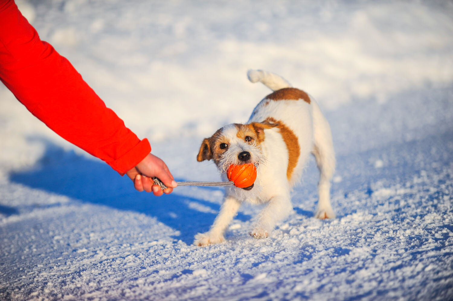 Interaktiivne koeramänguasi Doggy Liker Cord, 9 cm, oranž hind ja info | Koerte mänguasjad | hansapost.ee