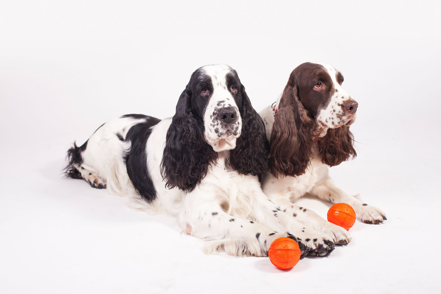 Interaktiivne koeramänguasi Doggy Liker, 5 cm, oranž цена и информация | Koerte mänguasjad | hansapost.ee
