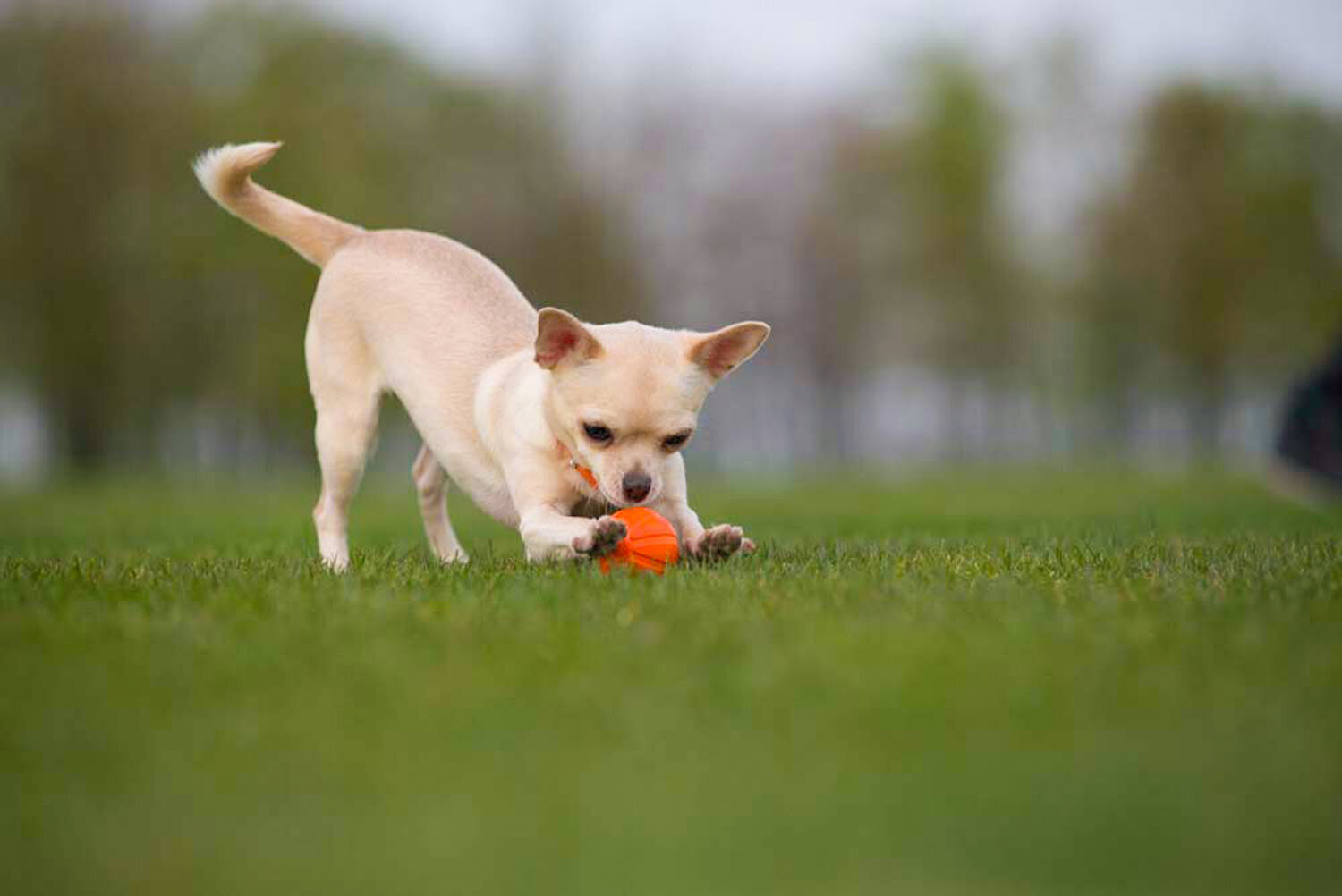 Interaktiivne mänguasi koerale Doggy Liker, 9 cm, oranž цена и информация | Koerte mänguasjad | hansapost.ee