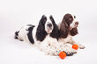 Interaktiivne koeramänguasi Doggy Liker, 7 cm, oranž цена и информация | Koerte mänguasjad | hansapost.ee