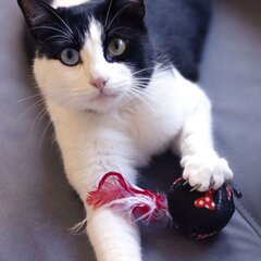 игрушка для котов Minnie Mouse Красный PET цена и информация | Игрушки для котов | hansapost.ee