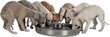Metallist kauss loomadele Trixie, 4 l, 38 cm hind ja info | Söögi- ja jooginõud loomadele | hansapost.ee