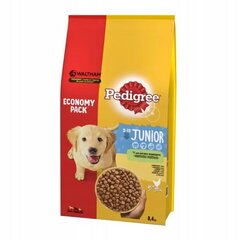 Pedigree Junior keskmist tõugu koertele koos kanaga, 8,4 kg цена и информация | Сухой корм для собак | hansapost.ee