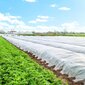 Talvine agrotekstiil Springos AG0006 17g/m2 50x1,1m valge цена и информация | Aiatööriistad | hansapost.ee