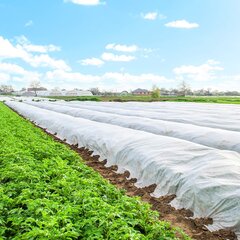 Talvine agrotekstiil Springos AG0015 17g/m2, 5x1,6m, valge hind ja info | Aiatööriistad | hansapost.ee