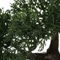 Kunsttaim bonsaipuu 36 cm цена и информация | Kunstlilled | hansapost.ee