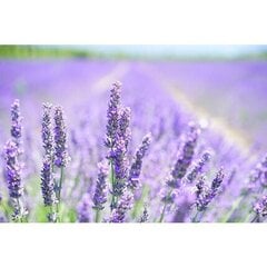 Kreemjas dušigeel Institute Karite Paris Lavender Shea 500 ml hind ja info | Dušigeelid, õlid | hansapost.ee