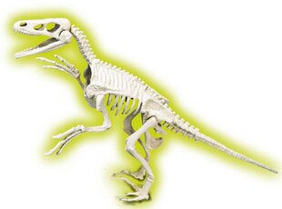 Dinosauruste fossiil Velociraptor Clementoni цена и информация | Игрушки для мальчиков | hansapost.ee