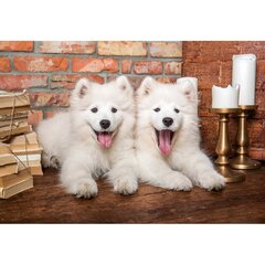 Pusle Castorland Samoyed Puppies Say Hello, 1000 d. цена и информация | Пазлы | hansapost.ee