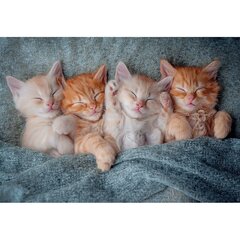 Pusle Castorland The Sweetest Kittens, 1000 o. цена и информация | Castorland Товары для детей и младенцев | hansapost.ee