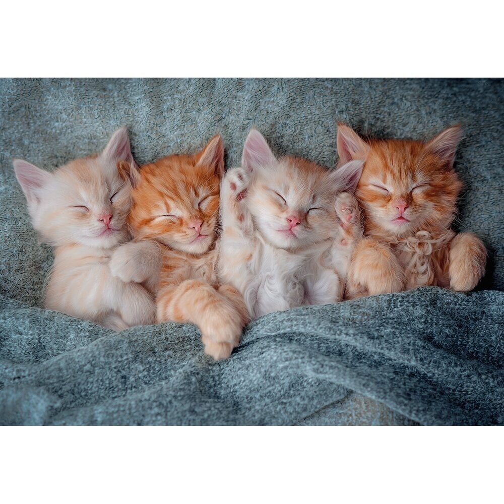 Pusle Castorland The Sweetest Kittens, 1000 o. цена и информация | Pusled lastele ja täiskasvanutele | hansapost.ee