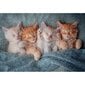 Pusle Castorland The Sweetest Kittens, 1000 o. цена и информация | Pusled lastele ja täiskasvanutele | hansapost.ee