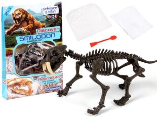Loominguline komplekt Tiigri skelett Smilodon Clementoni hind ja info | Arendavad laste mänguasjad | hansapost.ee
