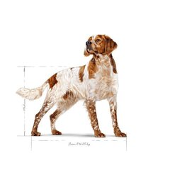 Royal Canin Adult Medium BF kodulinnulihaga keskmistest tõugudest täiskasvanud koertele, 15 kg hind ja info | Koerte kuivtoit ja krõbinad | hansapost.ee