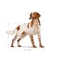 Royal Canin Adult Medium BF kodulinnulihaga keskmistest tõugudest täiskasvanud koertele, 15 kg цена и информация | Koerte kuivtoit ja krõbinad | hansapost.ee