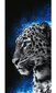 Rannarätik Tiger, 100x180 cm цена и информация | Rätikud ja saunalinad | hansapost.ee
