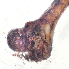 Кость Petmex Ham bone, 1 шт. цена и информация | Лакомства для собак | hansapost.ee