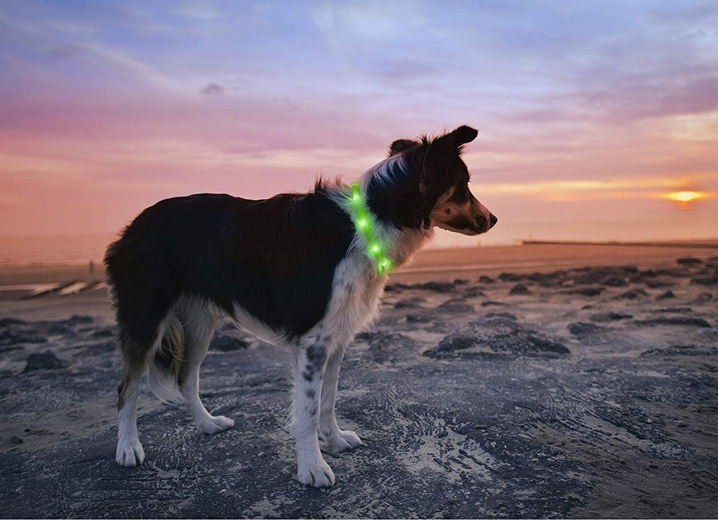 LED kaelarihm koertele ja kassidele Collar, roheline цена и информация | Koerte kaelarihmad ja traksid | hansapost.ee