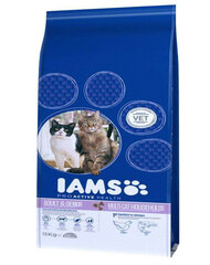 Сухой корм для кошек - IAMS CAT Multicat Chicken Salmon, 15 кг цена и информация | Сухой корм для кошек | hansapost.ee