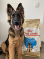 Royal Canin для щенков немецких овчарок German Shepherd junior, 12 кг