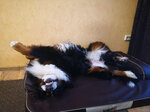 Hobbydog лежак Top Perfect XXL, коричневый